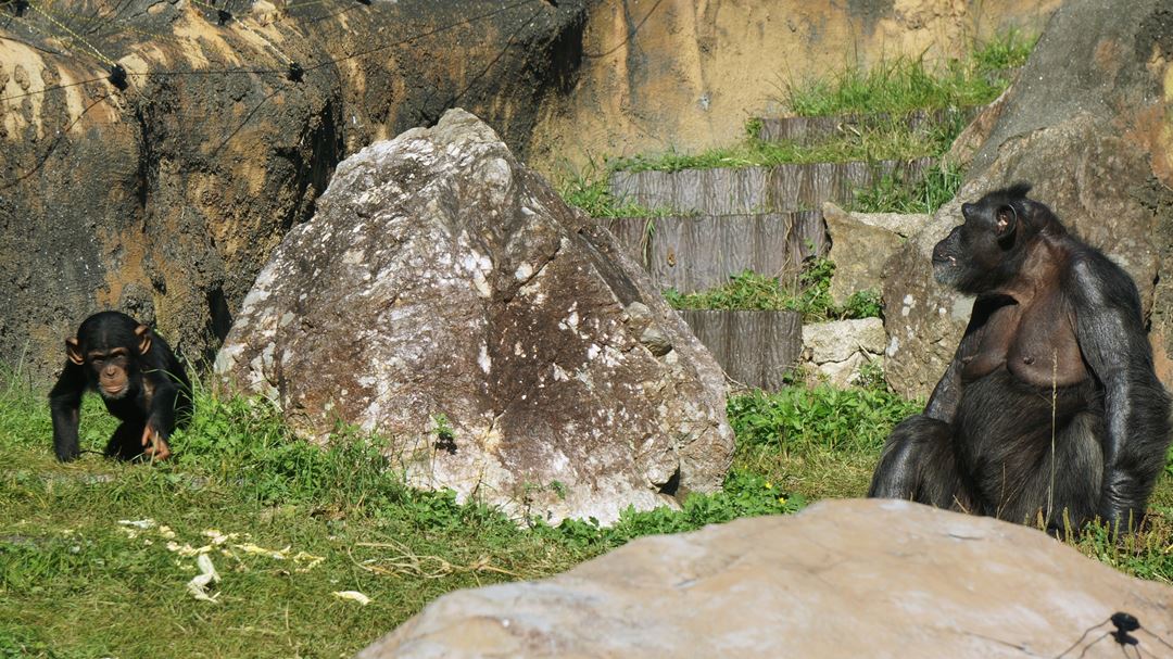チンパンジー のいち動物公園 高知県香南市野市町 Noichi Zoological Park