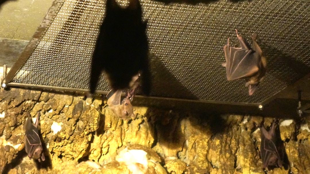 エジプトルーセットオオコウモリ のいち動物公園 高知県香南市野市町 Noichi Zoological Park