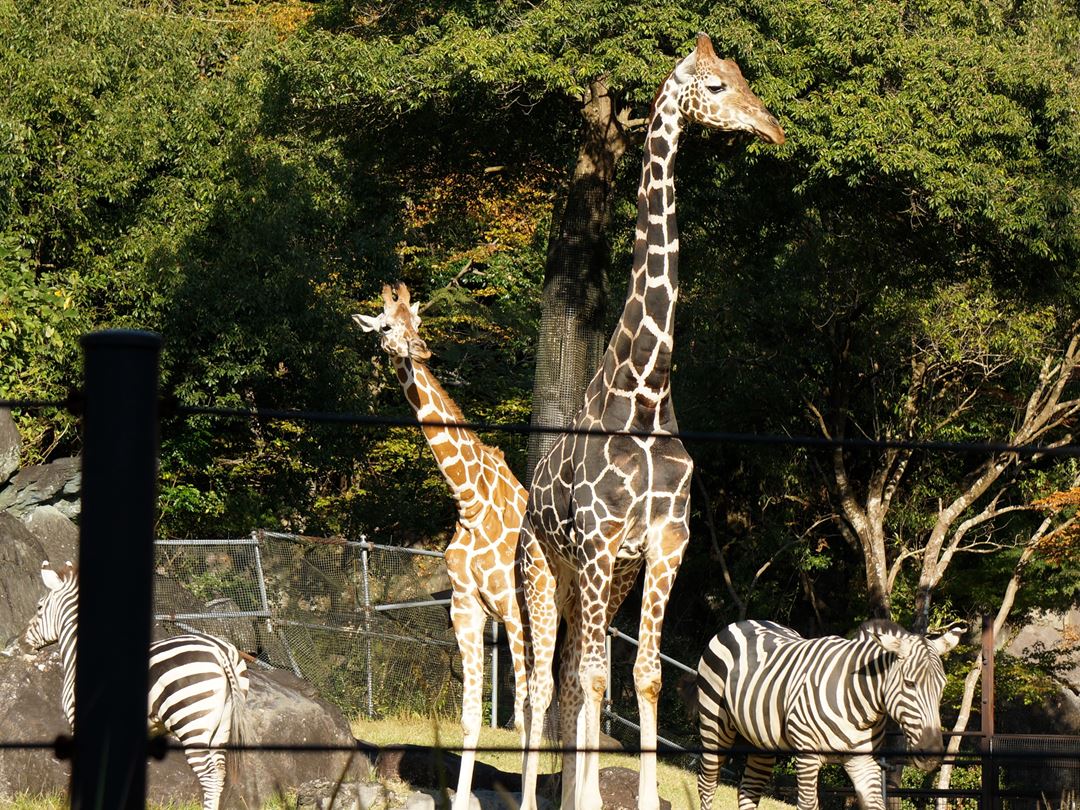 アミメキリン のいち動物公園 高知県香南市野市町 Noichi Zoological Park