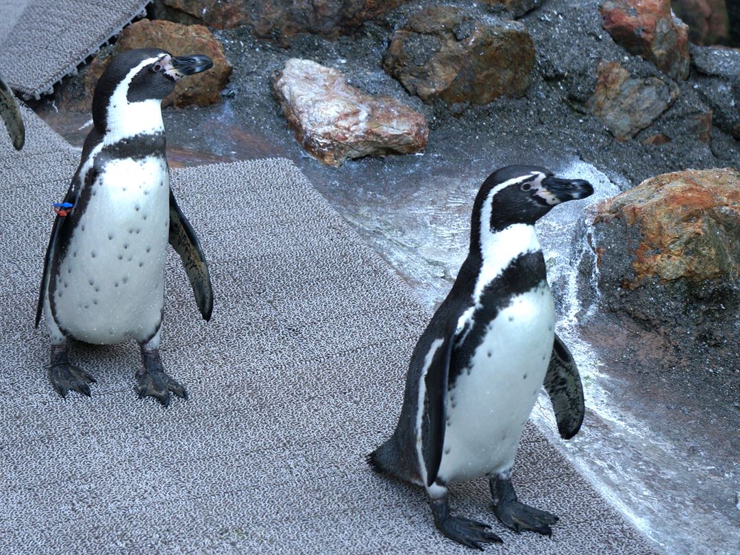 ペンギン のいち動物公園 高知県香南市野市町 Noichi Zoological Park