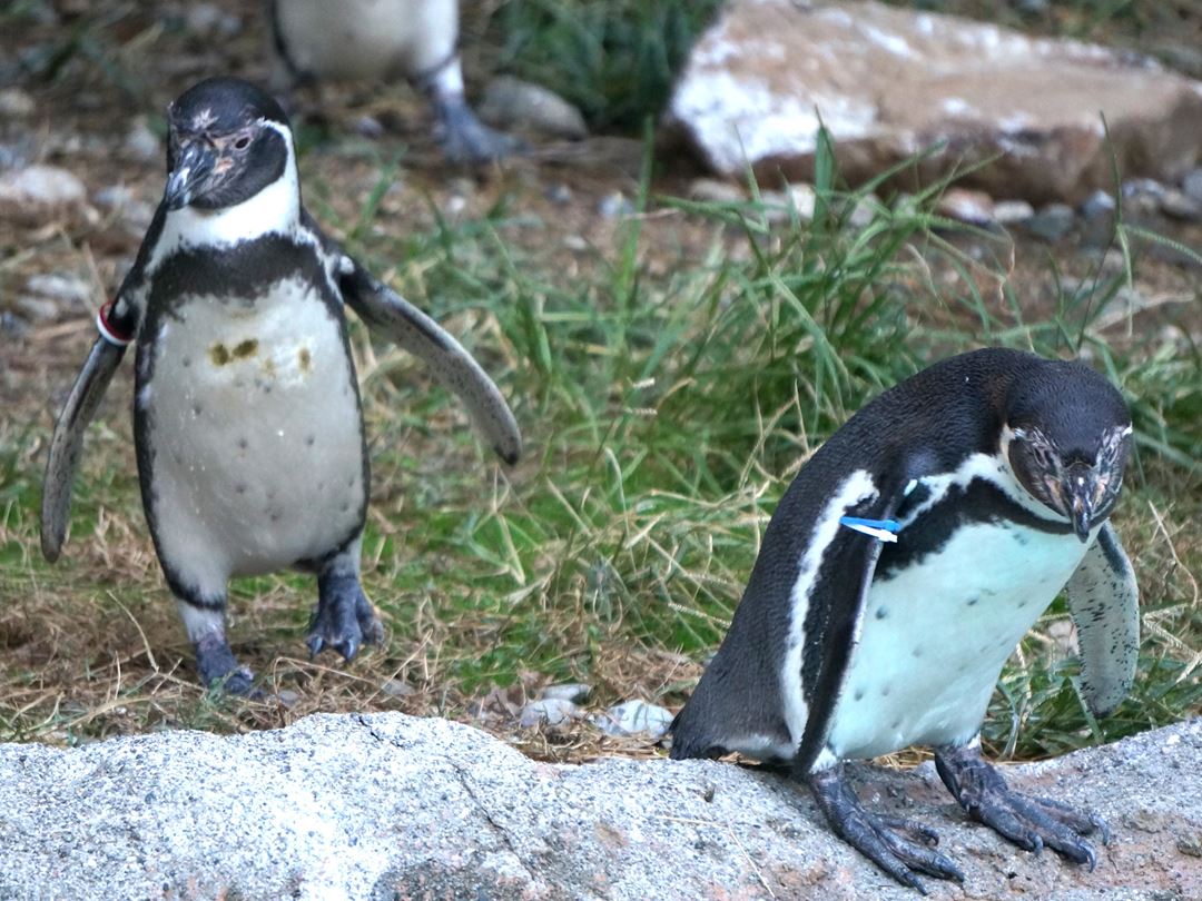 ペンギン のいち動物公園 高知県香南市野市町 Noichi Zoological Park