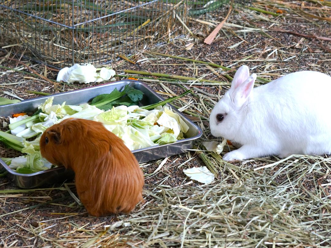 ウサギ のいち動物公園 高知県香南市野市町 Noichi Zoological Park