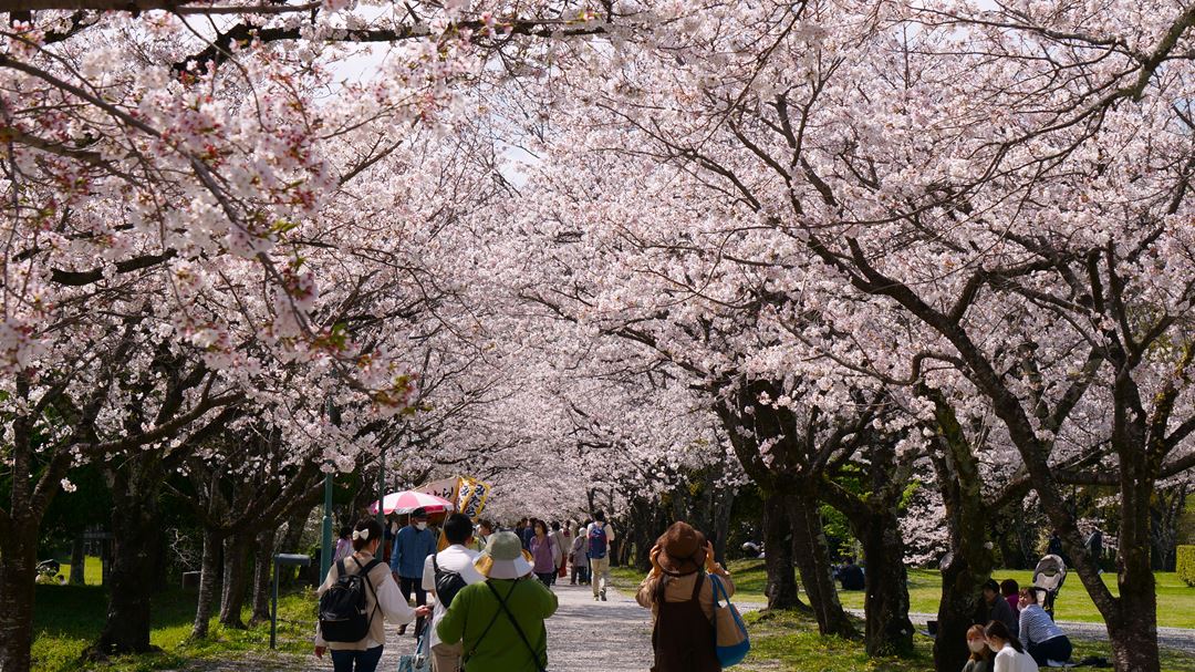 高知県香美市 鏡野公園 花見 ピクニック