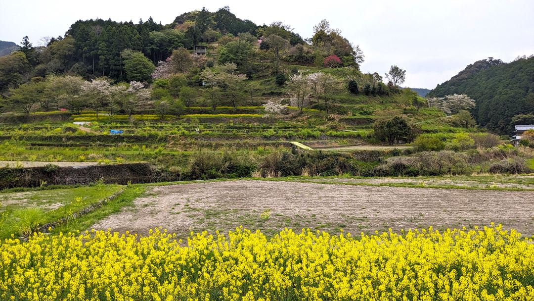 土佐塩の道 西川地区 桜 花見 高知 香南市