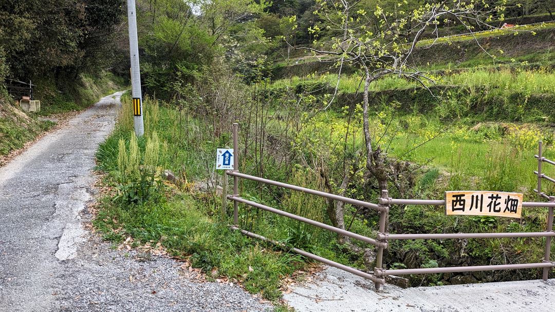 土佐塩の道 西川地区 桜 花見 高知 香南市