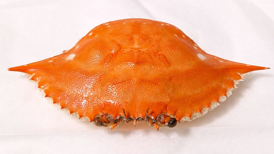 カプリチョーザ 渡り蟹のトマトクリーム 高知 メニュー Capricciosa